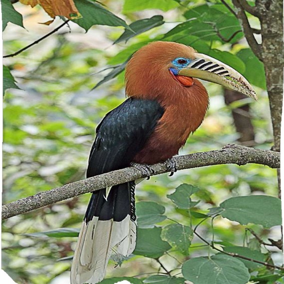 RUFOUS NECKED HORNBILL